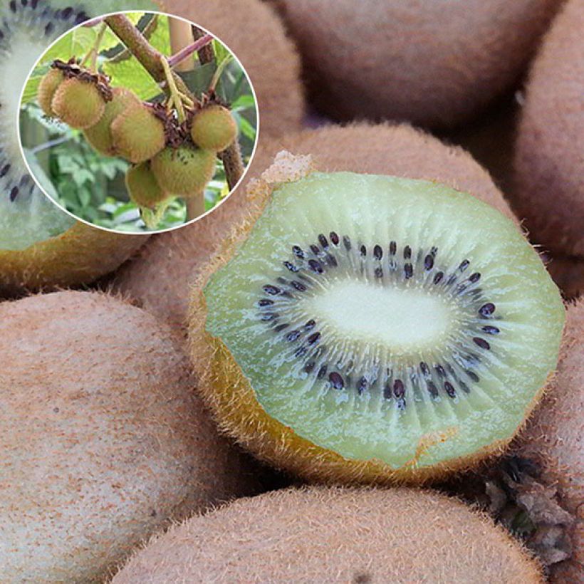 Actinidia deliciosa Hayward - Chinesischer Strahlengriffel (Ernte)