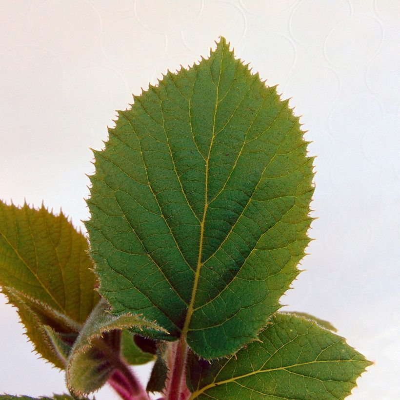 Actinidia deliciosa Hayward - Chinesischer Strahlengriffel (Laub)