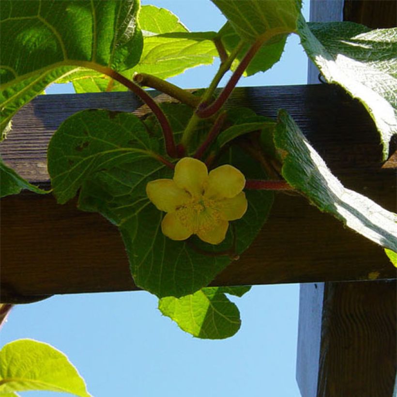 Actinidia deliciosa Jenny - Chinesischer Strahlengriffel (Blüte)