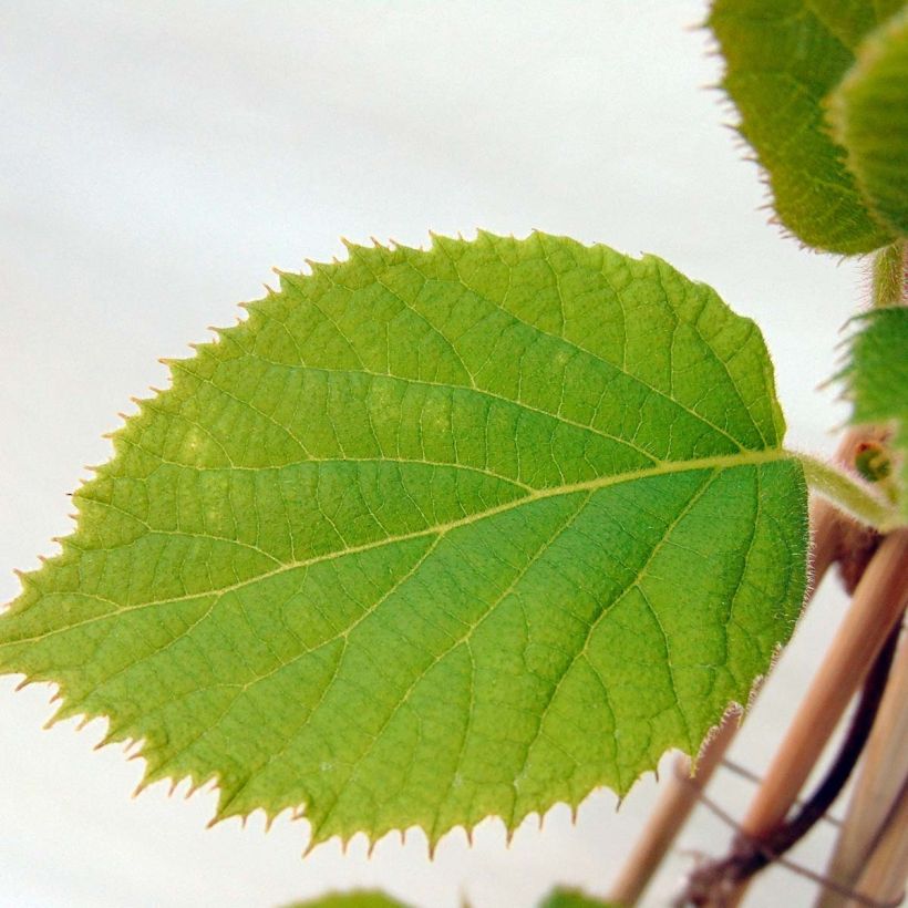 Actinidia deliciosa Jenny Bio - Chinesischer Strahlengriffel (Laub)