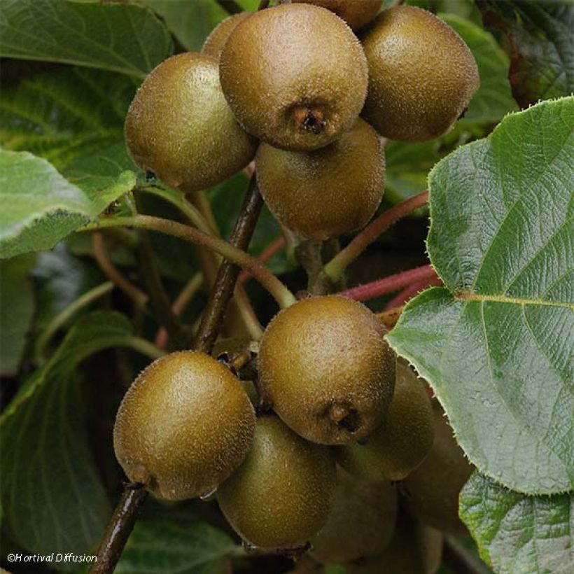 Actinidia chinensis Minkigold - Chinesischer Strahlengriffel (Ernte)