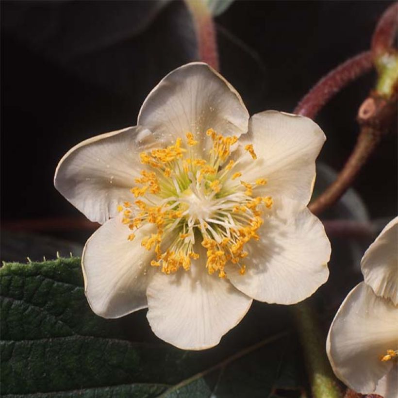 Actinidia chinensis Minkimale (Männlich) - Chinesischer Strahlengriffel (Blüte)