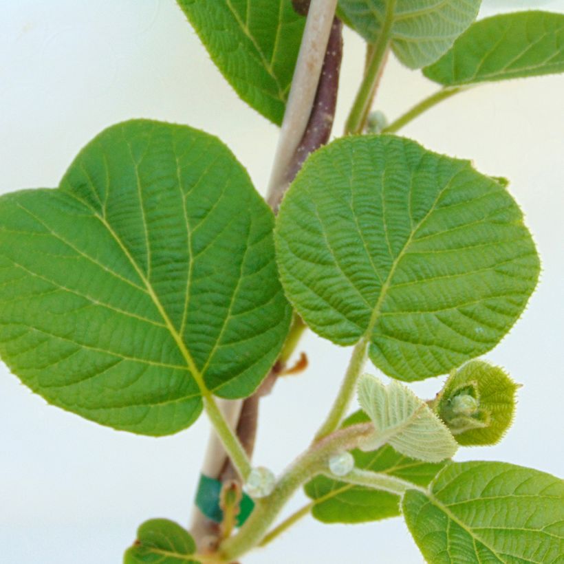 Actinidia chinensis Solissimo - Chinesischer Strahlengriffel (Laub)