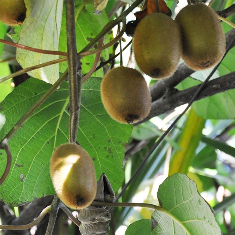 Actinidia deliciosa Tomuri Bio (Männlich) - Chinesischer Strahlengriffel (Ernte)