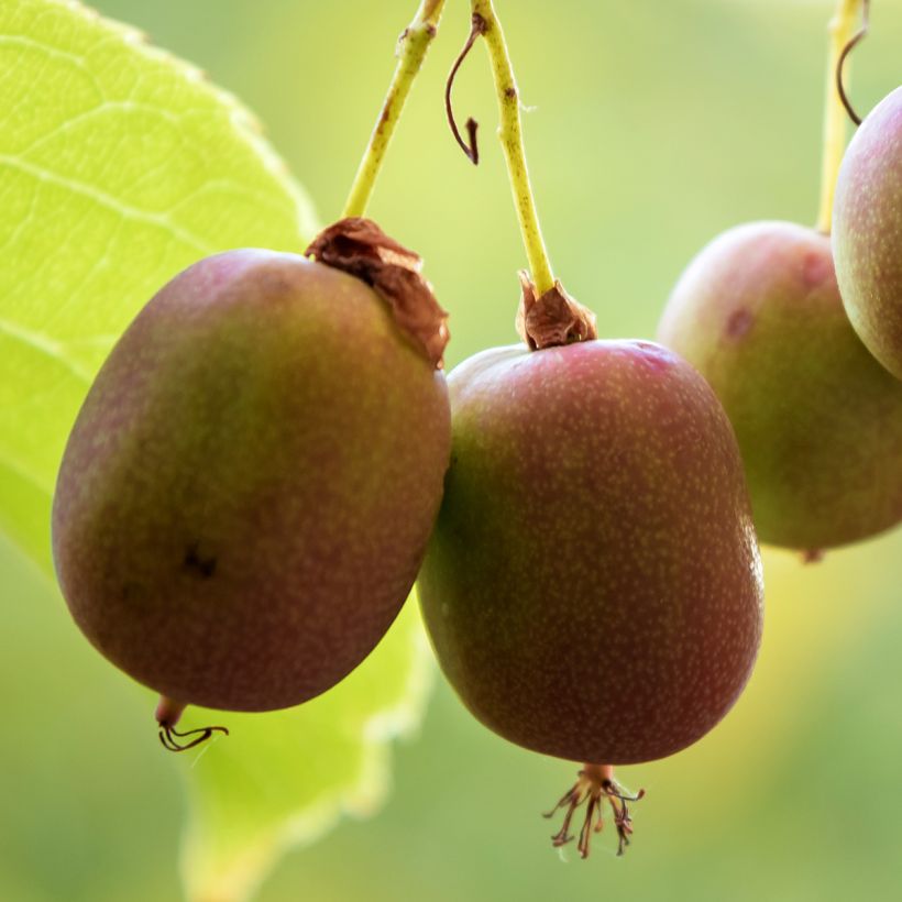 Actinidia arguta Ananasnaya (Weiblich) - Zwerg Kiwi (Ernte)