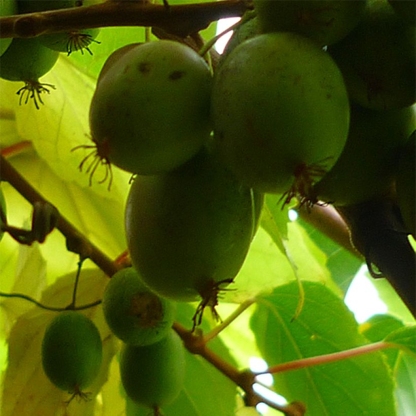 Actinidia arguta Bayern (Weiblich) - Zwerg Kiwi (Ernte)