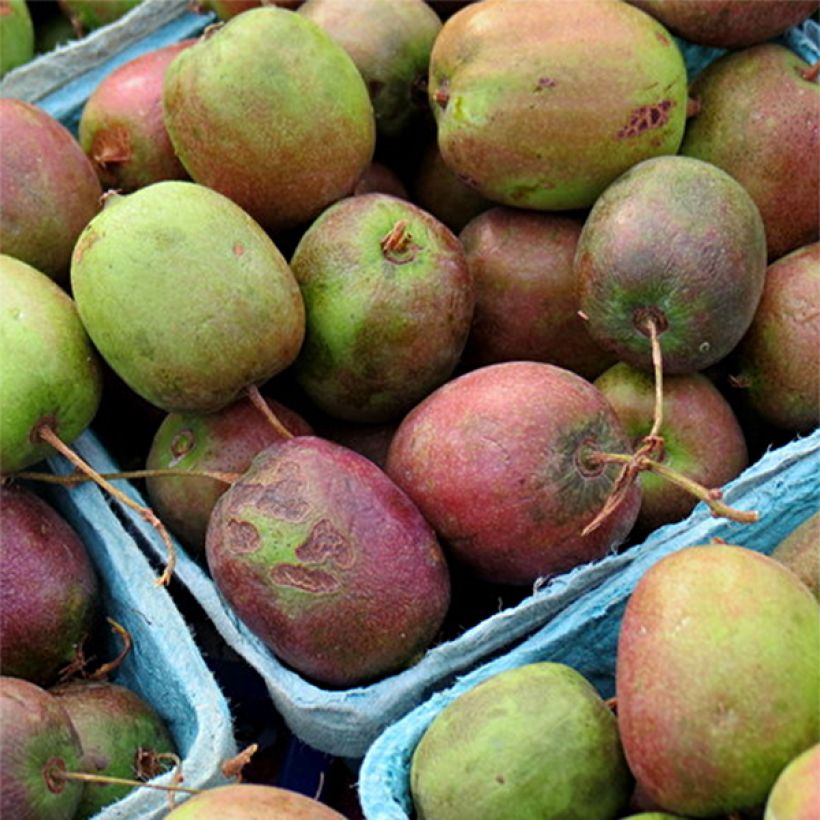 Actinidia arguta Geneva (Weiblich) - Zwerg Kiwi (Ernte)