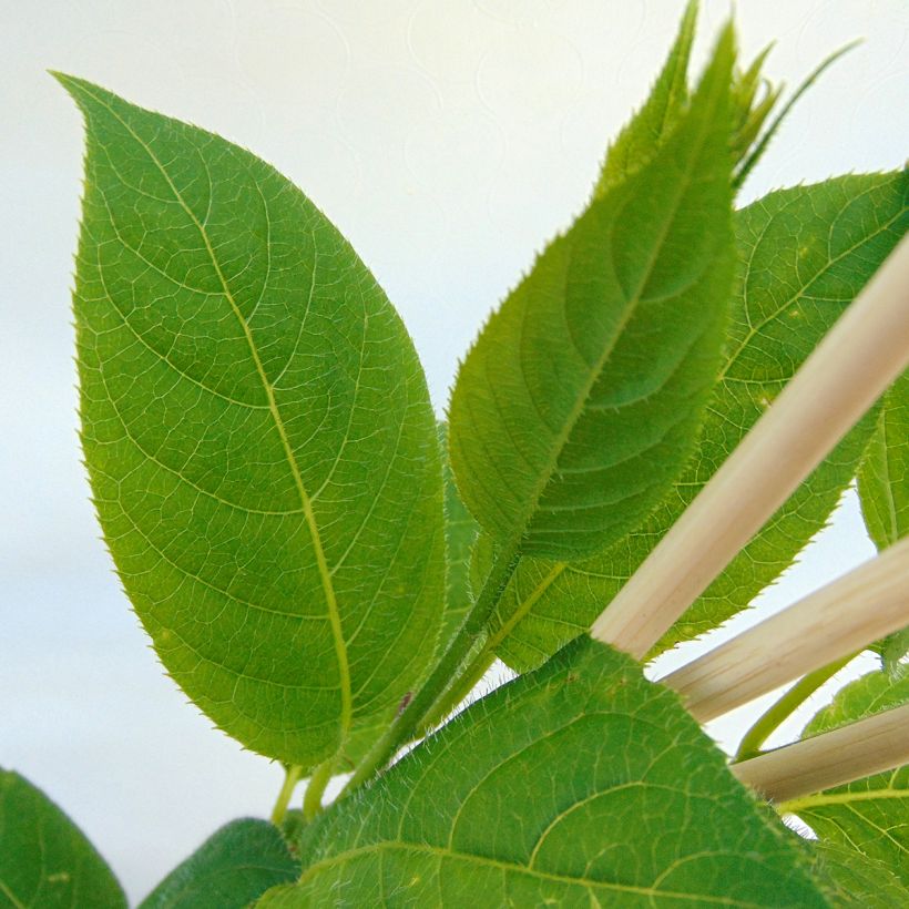 Actinidia arguta Issai - Zwerg Kiwi (Laub)