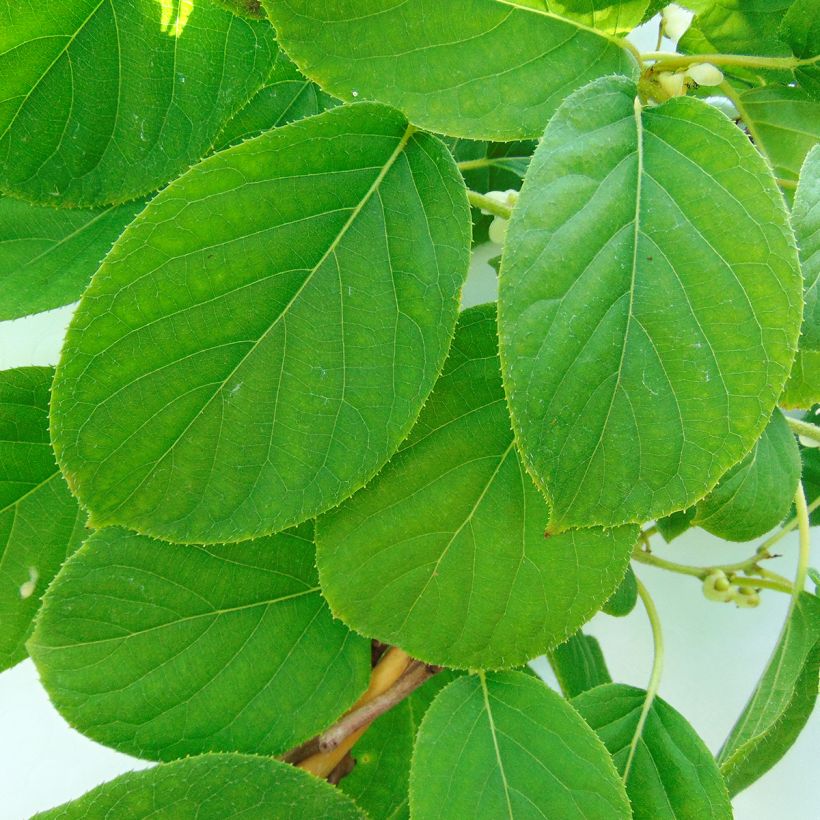 Actinidia arguta Kokuwa - Zwerg Kiwi (Laub)