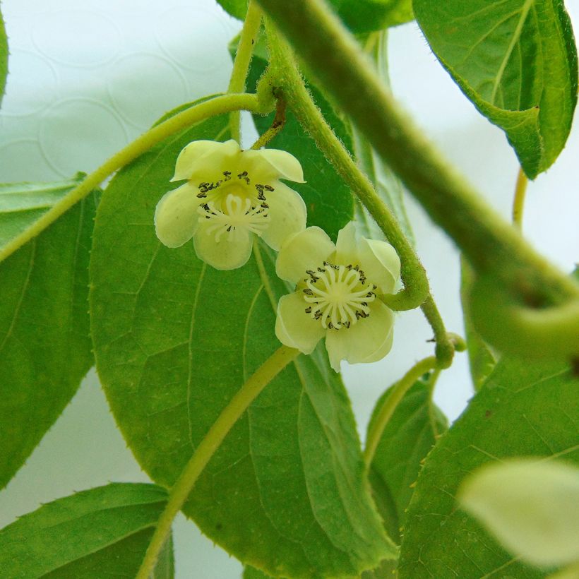 Actinidia arguta Kokuwa - Zwerg Kiwi (Blüte)