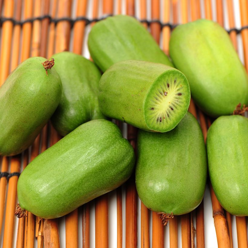 Actinidia arguta Super Jumbo (Weiblich) - Zwerg Kiwi (Ernte)