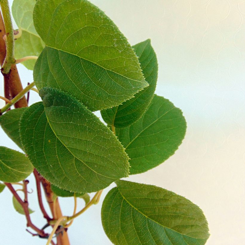 Actinidia arguta Vitikiwi - Zwerg Kiwi (Laub)