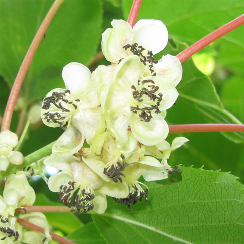 Actinidia arguta Weikii - Zwerg Kiwi (Blüte)