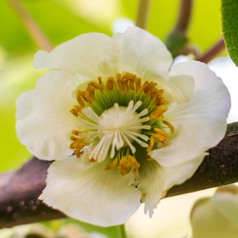 Actinidia chinensis Solo - Chinesischer Strahlengriffel (Blüte)