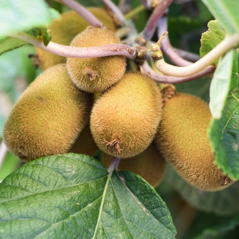 Actinidia chinensis Solo - Chinesischer Strahlengriffel (Ernte)