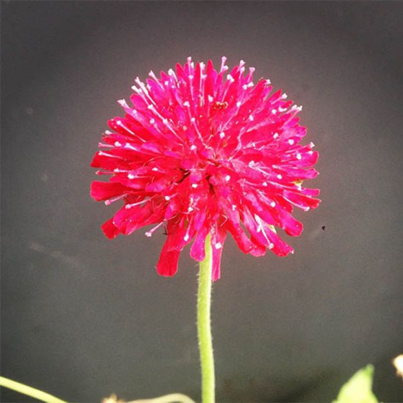 Witwenblume Mars Midget - Knautia macedonia (Blüte)