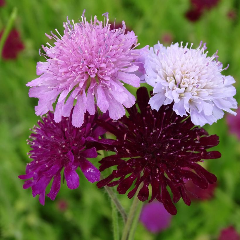 Witwenblume Melton Pastels (Samen) - Knautia macedonica (Blüte)