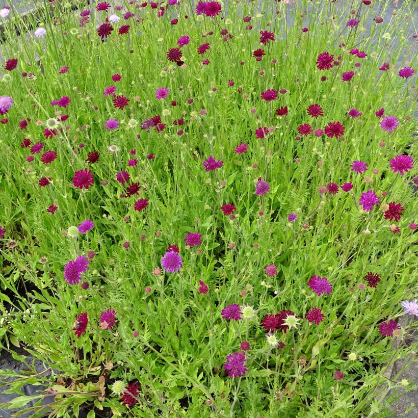 Witwenblume Melton Pastels (Samen) - Knautia macedonica (Hafen)