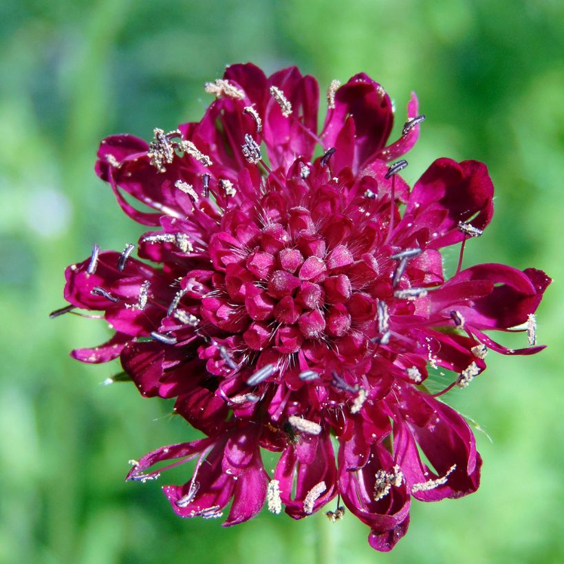 Mazedonische Witwenblume - Knautia macedonica (Blüte)