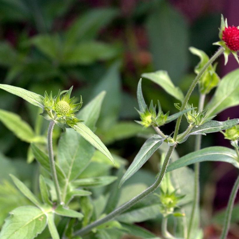 Witwenblume Red Knight - Knautia macedonia (Laub)