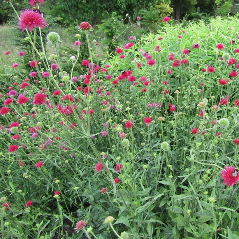 Witwenblume Red Knight - Knautia macedonia (Hafen)