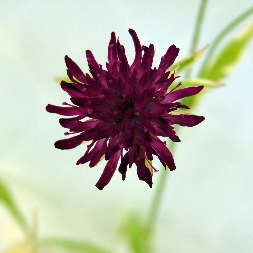 Witwenblume Thunder and Lightning - Knautia macedonica (Blüte)