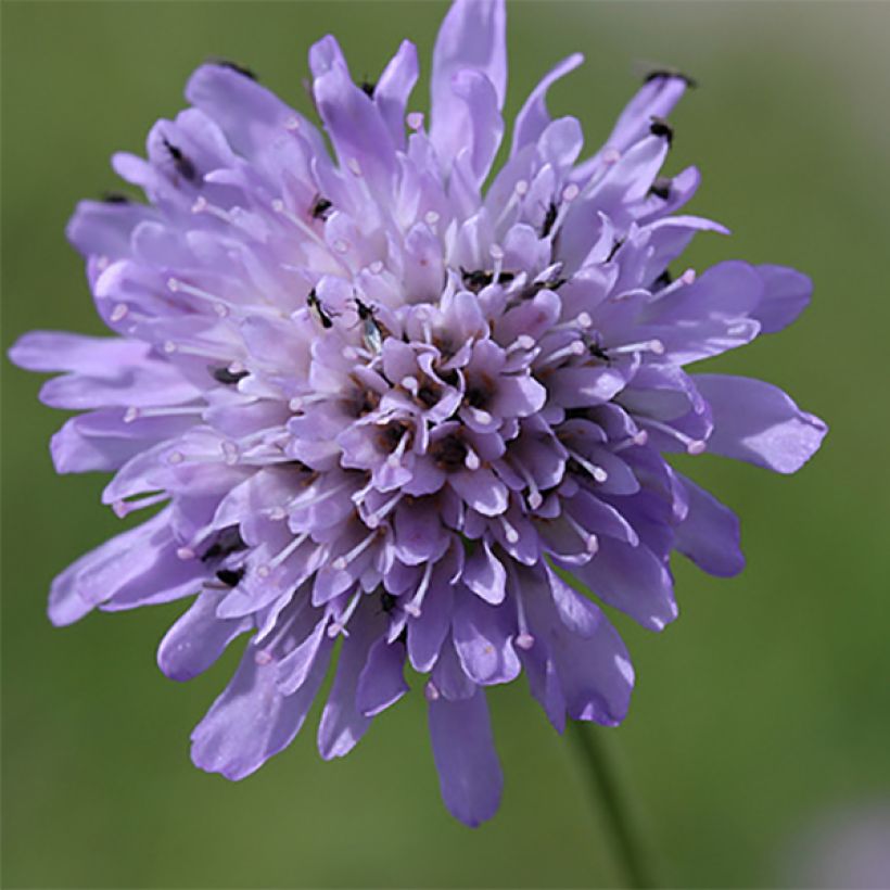 Acker-Witwenblume - Knautia arvensis (Blüte)