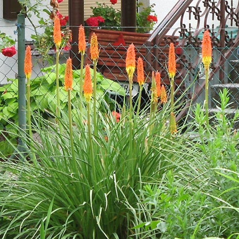 Fackellilie Alcazar - Kniphofia (Hafen)