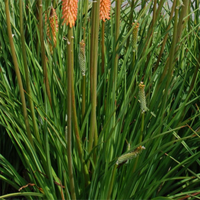 Fackellilie Cobra - Kniphofia (Laub)