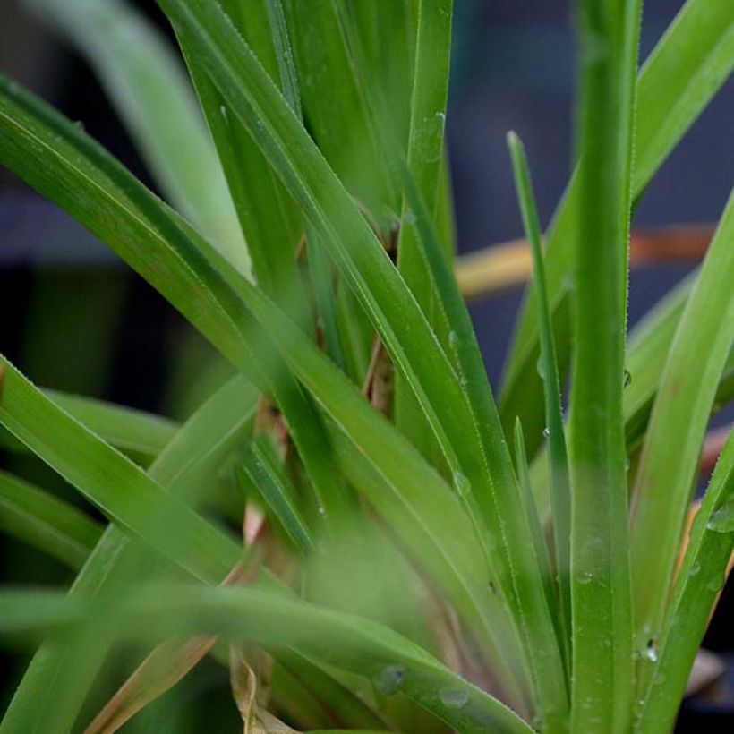 Fackellilie Green Jade - Kniphofia (Laub)