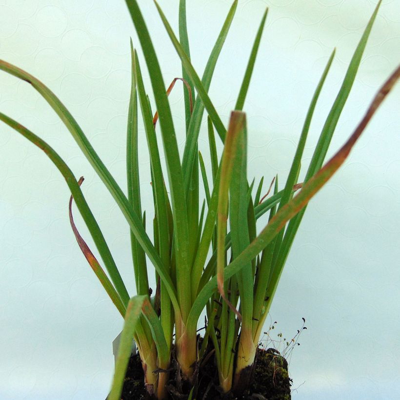 Fackellilie Ice Queen - Kniphofia (Laub)