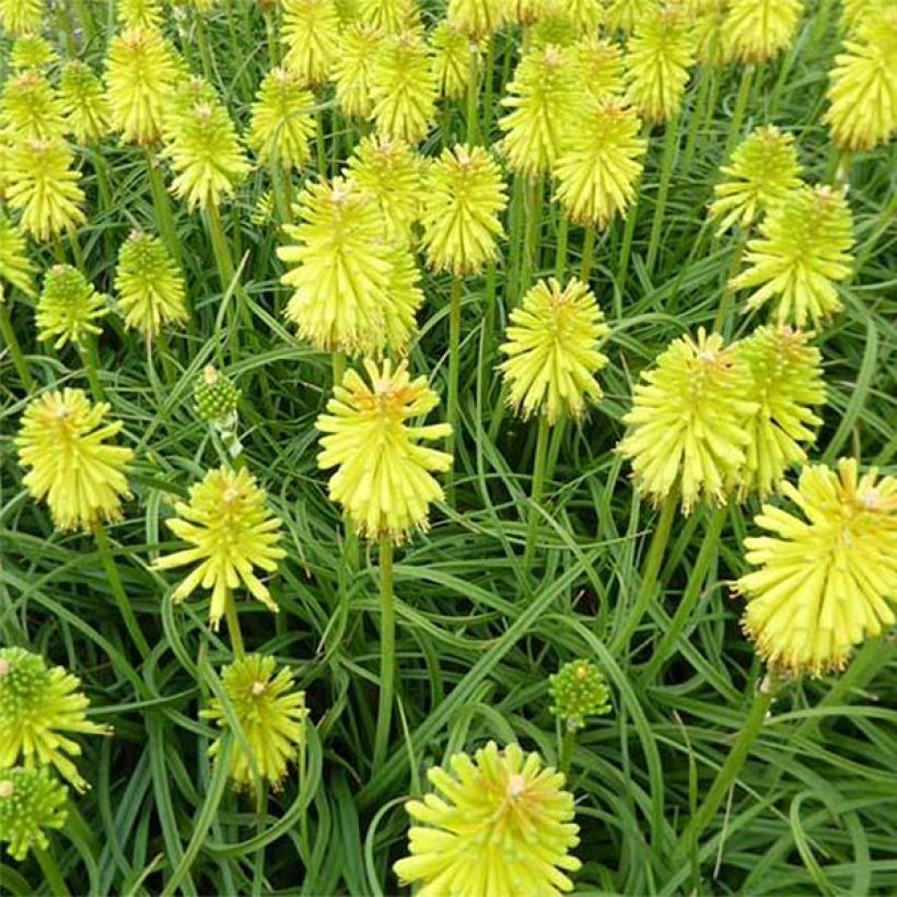 Fackellilie Limelight - Kniphofia (Blüte)