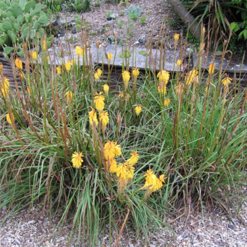 Fackellilie Minister Verschuur - Kniphofia (Blüte)