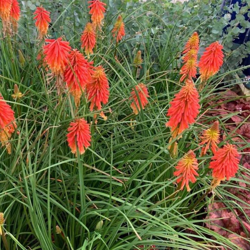 Fackellilie Papaya Popsicle - Kniphofia (Hafen)