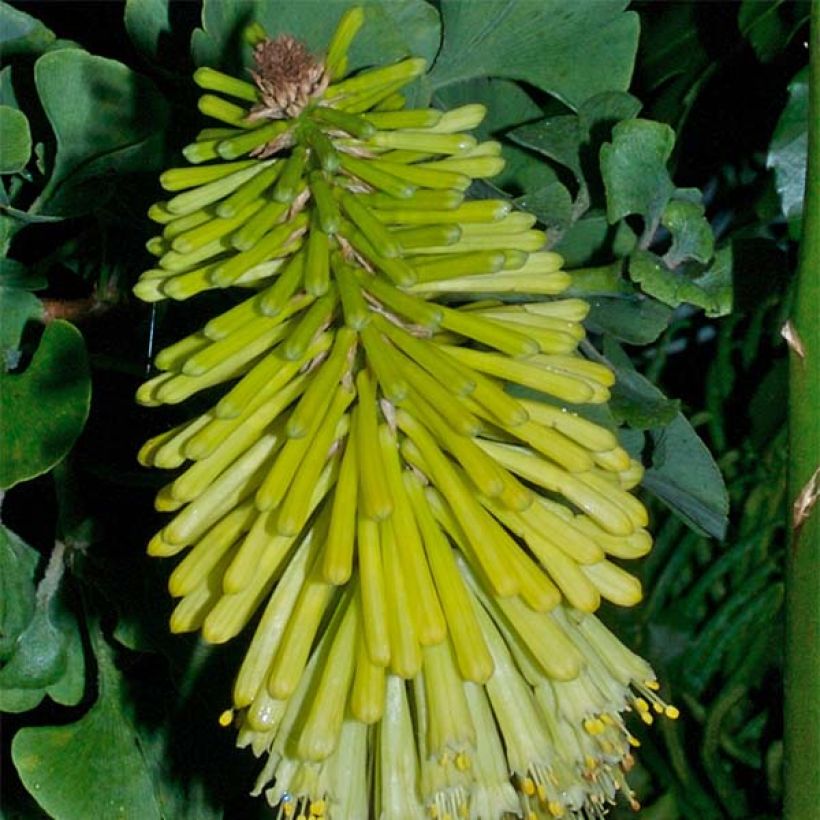 Fackellilie Percy s Pride - Kniphofia (Blüte)