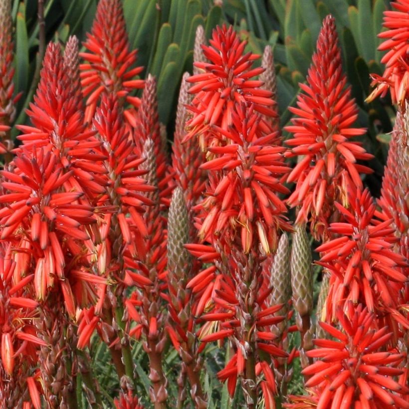 Fackellilie Red Rocket - Kniphofia (Blüte)