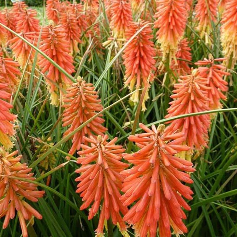 Fackellilie Redhot Popsicle - Kniphofia (Blüte)