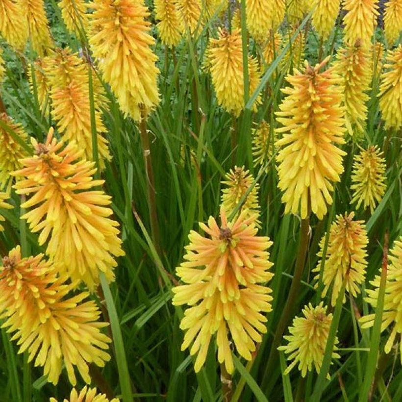 Fackellilie Wrexham Buttercup - Kniphofia (Blüte)