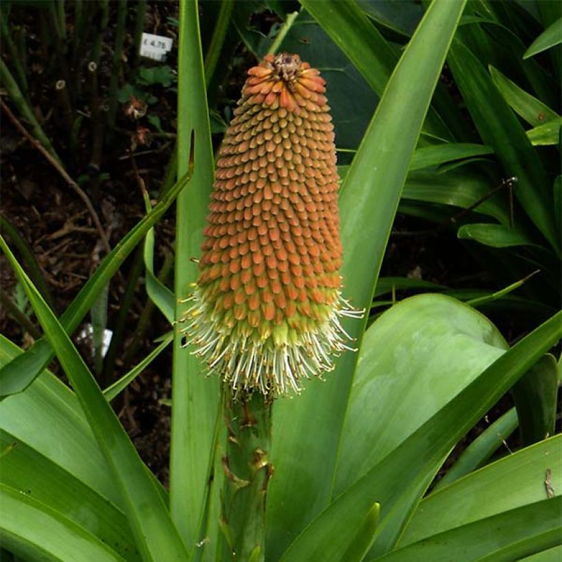 Kniphofia northiae - Fackellilie (Blüte)