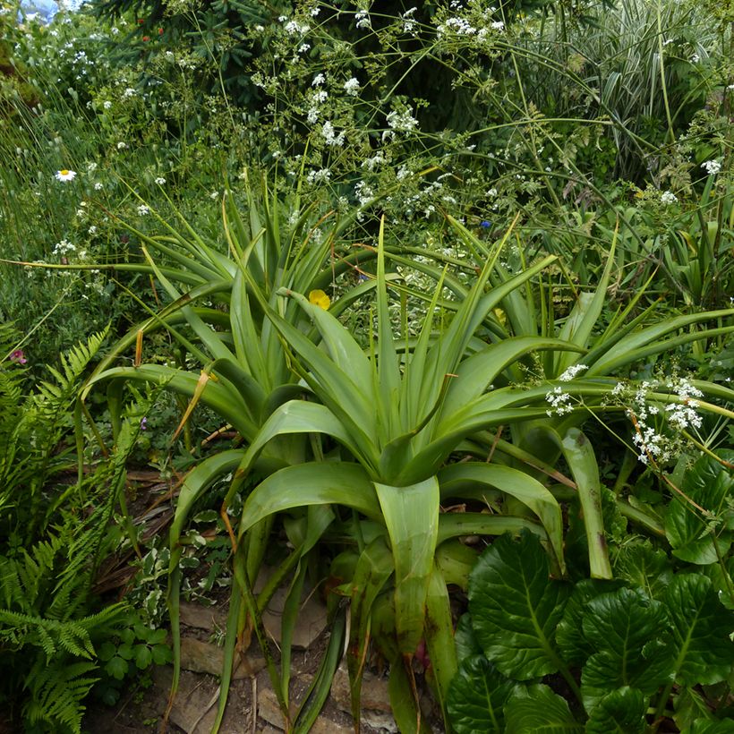 Kniphofia northiae - Fackellilie (Hafen)