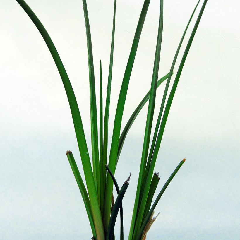 Kniphofia rooperi - Fackellilie (Laub)