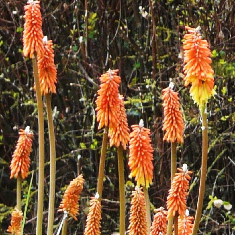 Garten-Fackellilie - Kniphofia uvaria (Blüte)