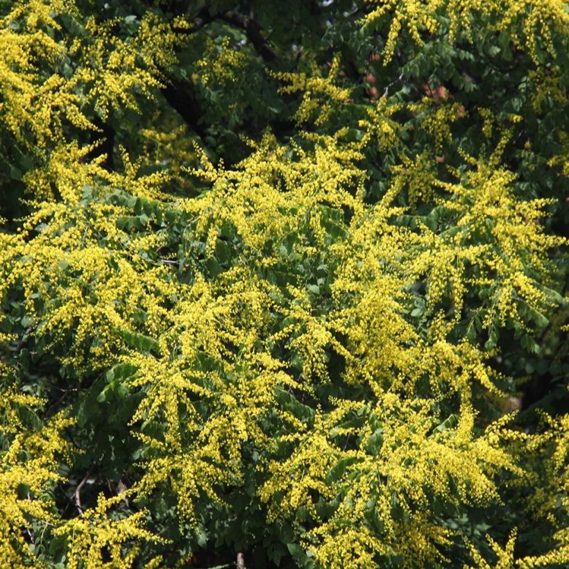 Koelreuteria paniculata - Blasenesche (Blüte)