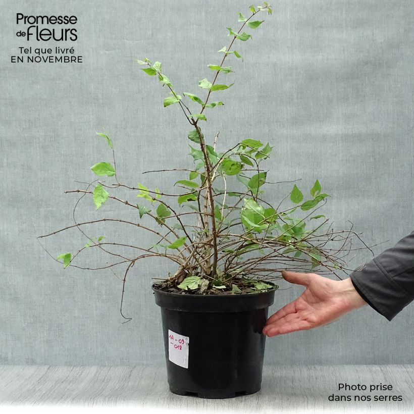 Exemplar von Kolkwitzia amabilis Pink Cloud - Buisson de beauté en pot de 7,5L/10L wie im Herbst geliefert