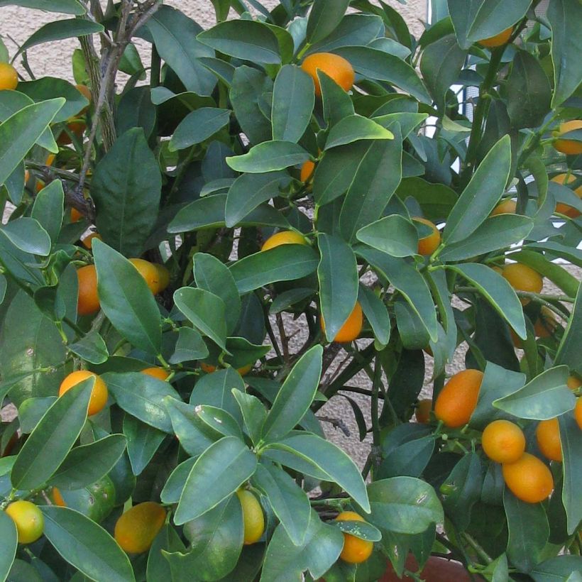 Kumquat Nagami - Fortunella margarita (Laub)