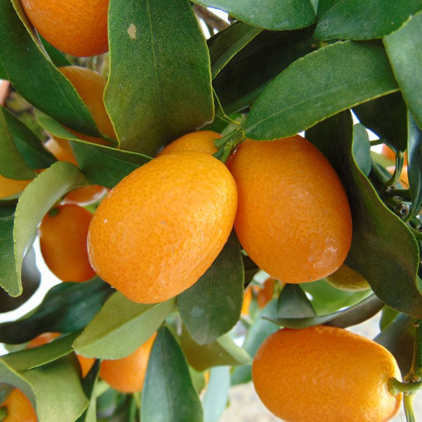 Kumquat Nagami - Fortunella margarita (Ernte)