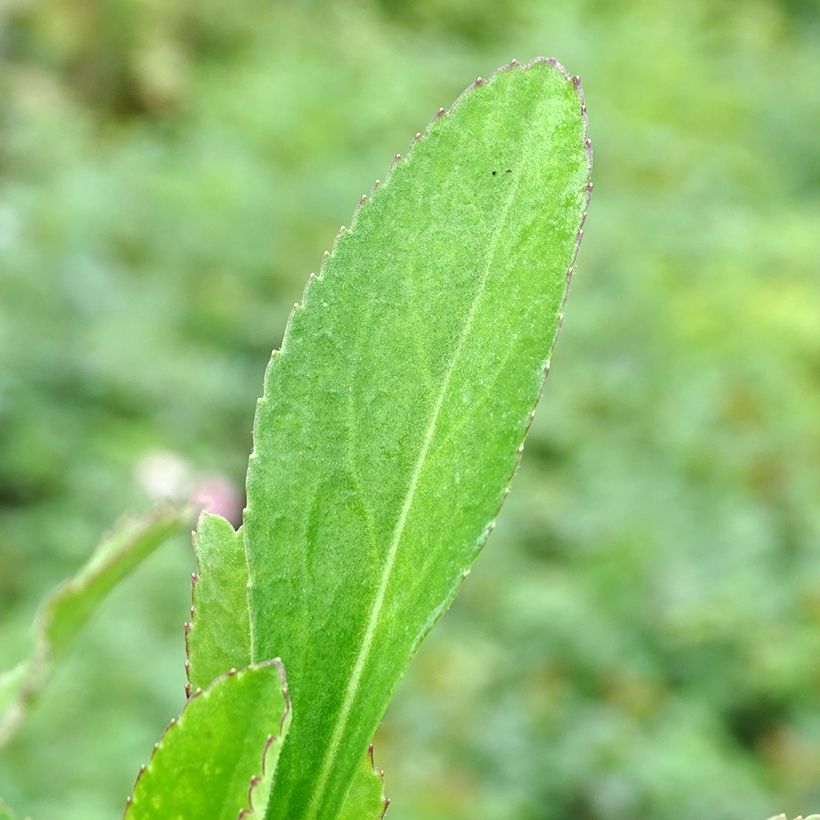 Großblumige Margerite Becky - Leucanthemum (Laub)