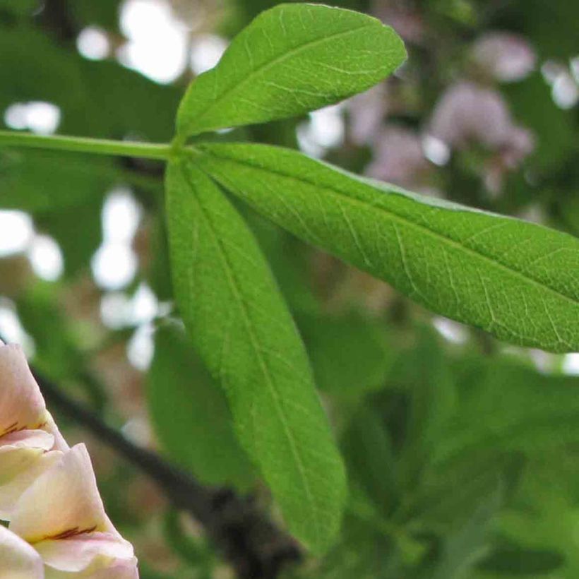 Laburnocytisus adamii - Geißkleegoldregen (Laub)