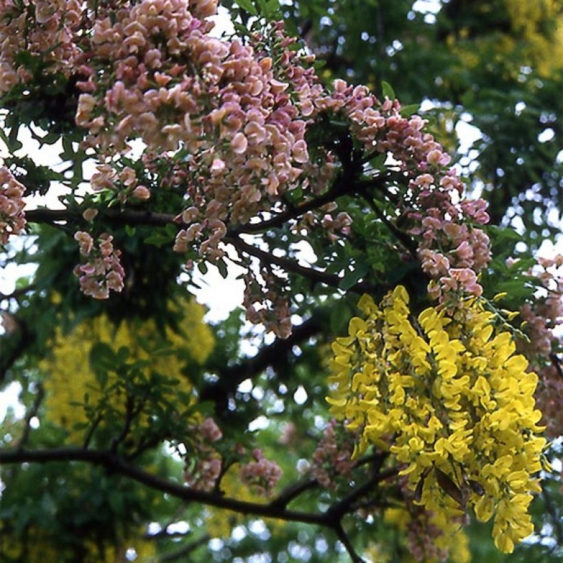 Laburnocytisus adamii - Geißkleegoldregen (Blüte)