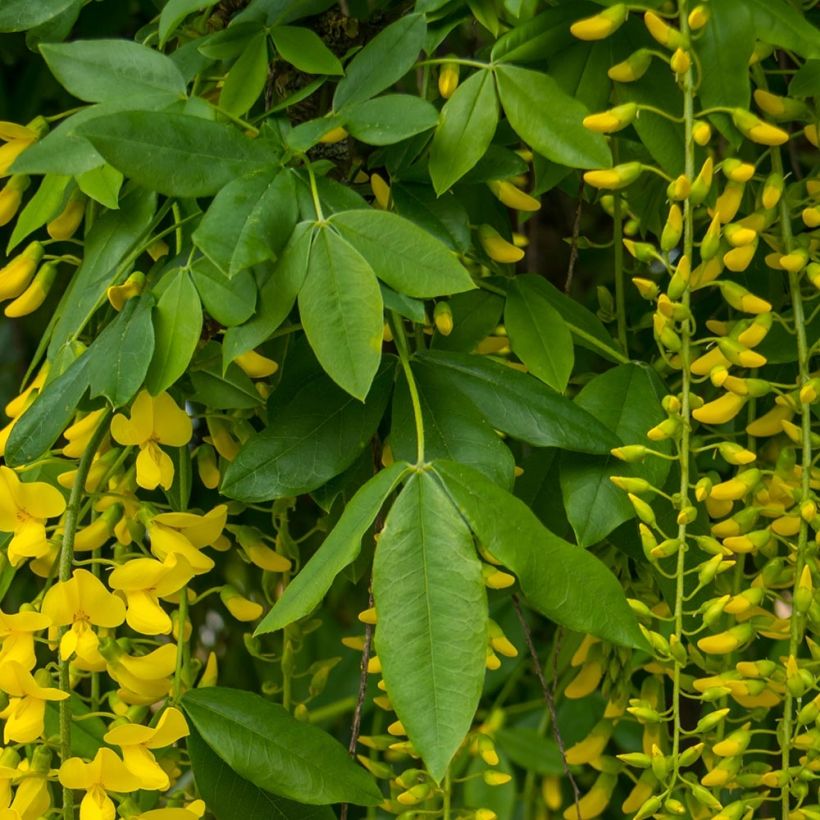 Laburnum alpinum Pendulum - Alpen-Goldregen (Laub)